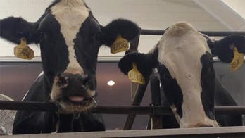 Farm-to-table restaurant gives 'transparent' view of food production