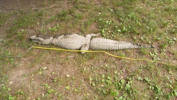 Officials investigate 'alligator' in Connecticut river, find stuffed toy