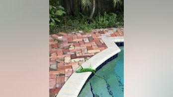 It's so cold in Florida, iguanas are falling from trees