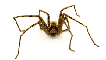 Venomous false widow spider infestation forces London schools to shut