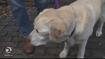 Blind dog lost for days in California mountains is found