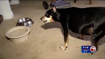 Extra fat protects Florida dog during bear attack