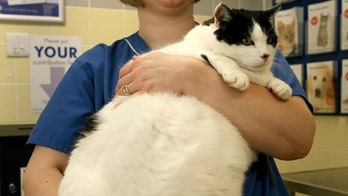 More Than Half of U.S. Pets Obese, Study Says