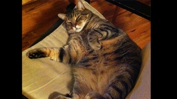 1 in 4 American dogs and cats is overweight