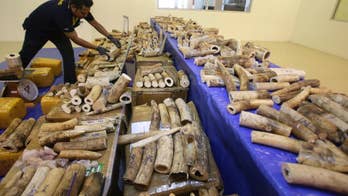 Thailand seizes 422 pieces of smuggled elephant tusks