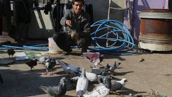 Pet pigeons take flight in Iraq's Mosul as militants retreat