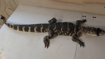 Alligator found in basement of Washington D.C. home, police say