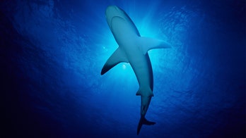 American tourist in Bahamas bitten by shark while spearfishing
