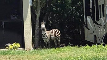 Escaped zebra charges Florida homeowner