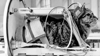 First cat in space to receive a proper memorial