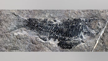 How flying fish took flight? Fossils may tell us