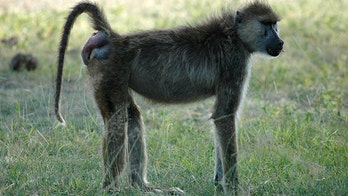 Big butts can lie: Bootylicious baboons may not be most fertile
