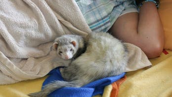 6 Pets for Apartments That Will Ruin Your Life (and Your Lease)