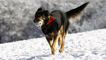 Polar vortex and pets: 5 ways to keep your dog or cat safe in dangerously cold weather