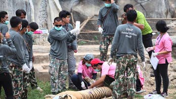 Tiger zoo to open next to Thailand's raided Tiger Temple