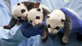 China plans panda preserve 3 times size of Yellowstone park
