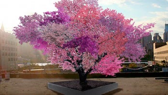 The Tree of 40 Fruit is exactly as awesome as it sounds