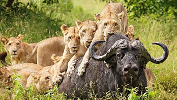 Breathtaking shots from the Travel Photographer of the Year awards