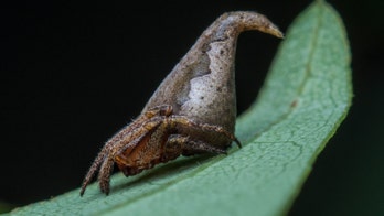 Spider from India looks just like 'Harry Potter' sorting hat