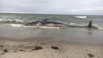 A 55-foot fin whale washed up on a Massachusetts beach. What killed it?