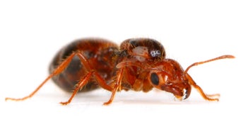 5 Spine-Tingling Stories From Exterminators and What They Learned