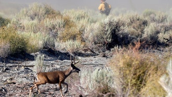 California wildfires: Experts weigh wildlife impact
