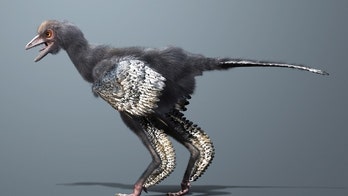 Feathered dino may be world's first bird