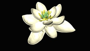 Blossoming bisexual: World's 1st flower had male and female parts