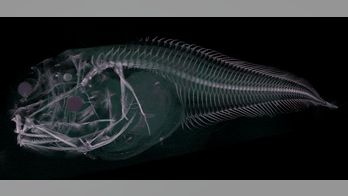 Scientists find 3 bizarre new sea creatures in pitch-black part of Pacific Ocean