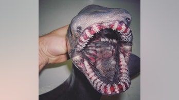 Russian fisherman's photos of scary sea creatures become viral sensation