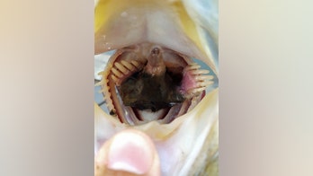 Amazing picture shows the moment fisherman found a mole inside the mouth of a live bass