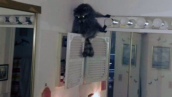 Raccoon breaks into Florida woman's home, freezes in bathroom