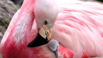 Andean flamingos lay eggs for first time since 2003, charity says
