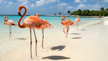 Bahamas resort Baha Mar hiring someone to hang out with flamingos