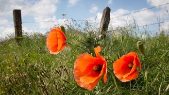 100 years after World War I, in Flanders Fields, the poppies blow, and visitors pay homage