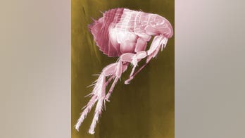 Flea infestation shuts down New York courthouse