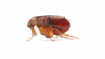 Michigan officials report 1st ever case of bubonic plague