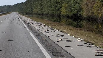 Florence floodwaters reveal fish washed up on North Carolina interstate