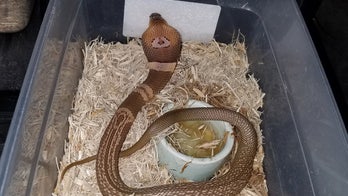 Escaped cobra turns up on Twitter