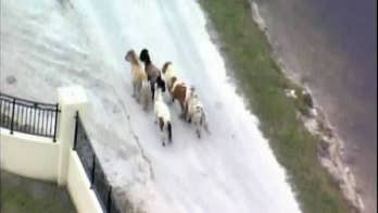 Highway patrol chases ponies galloping along Florida road