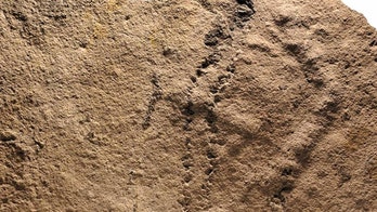World's oldest animal footprints discovered - revealing strange burrowing creature that lived 550M years ago
