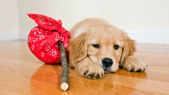 Don't Forget Your Pet When You Move (And Other Crazy Leave-Behind Tales)