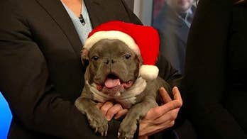 Paws for a Cause: Forgotten Friends of Long Island