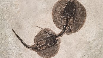 Lost world locked in stone at Fossil Lake