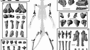 Partial skeleton reveals primate ancestors dwelled in trees
