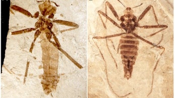 125 million-year-old sneaky flea dined on flying reptiles