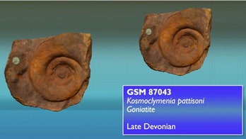 New database offers 3D view of thousands of fossils