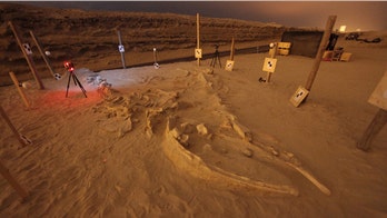 Watery graveyard: Fossils reveal 1st evidence of mass marine die-offs