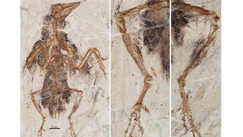 Early birds sported 4 wings