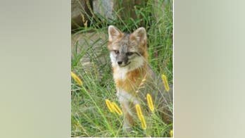 Elderly man, 95, beats rabid fox to death with wooden plank